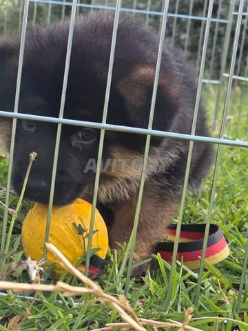 Chiot Berger Allemand pedigree - 2