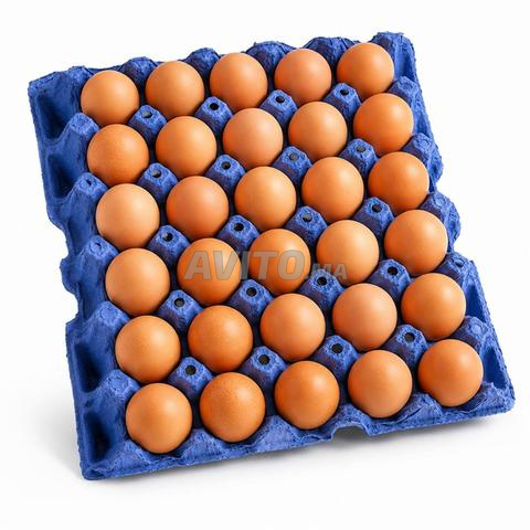 علب كرتونية لبيض - 2