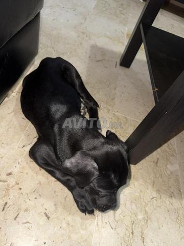 Cane Corso - 2