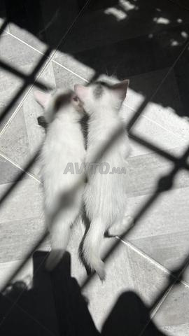 قطط بعمر شهر - 2