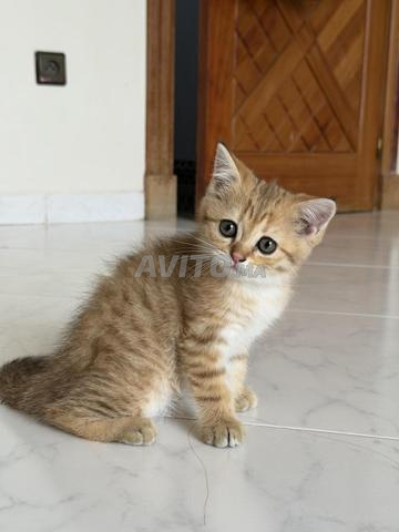 3 إناث بريطانية - 2
