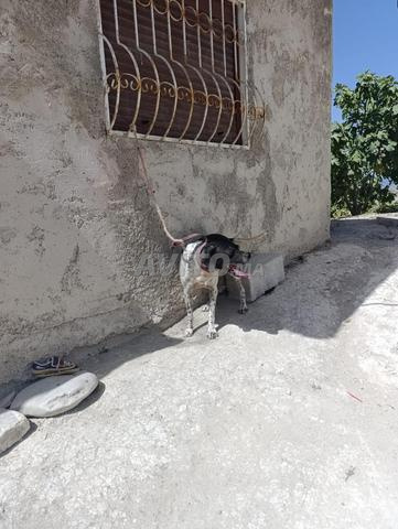 كلب صيد من فصيلة pointer - 2