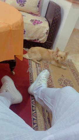 كلبة كوكوني للبيع، كلبة جميلة جداً عمرها 8 أشهر. - 2