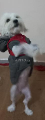 شارلين كلبة بيشون أنثى - 2