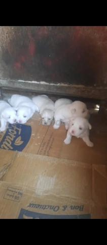 Chiots bichon caniche, vente en gros - 2
