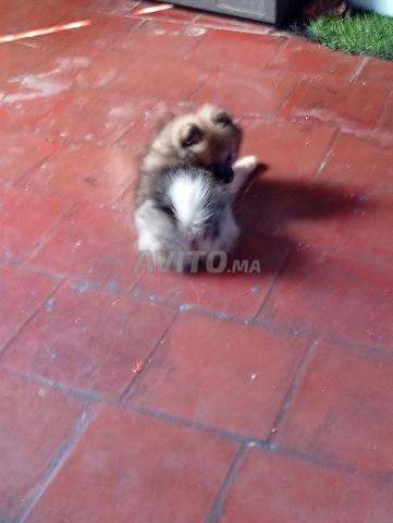 Chiot Spitz Pomeranian - 2