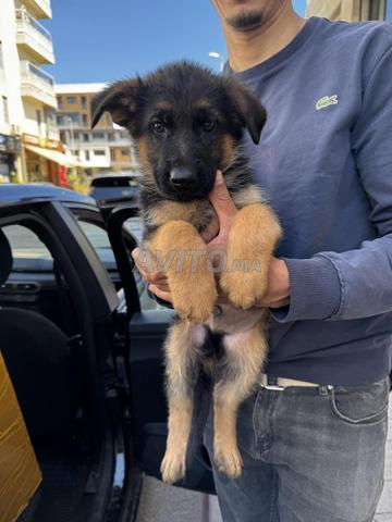 Magnifique chiot berger allemand pedigree - 2