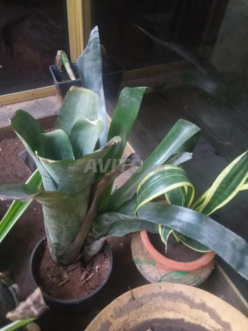 Calathea roseopicta Dotti - 2