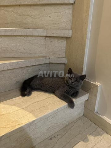 Femelle British Shorthair - 2