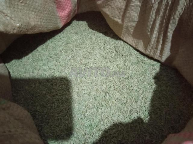 Cumin Beldi d'Alnif au Maroc - 2