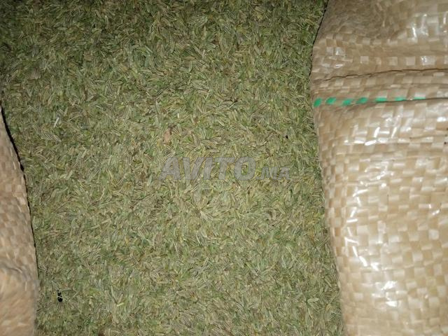Cumin Beldi d'Alnif au Maroc - 2