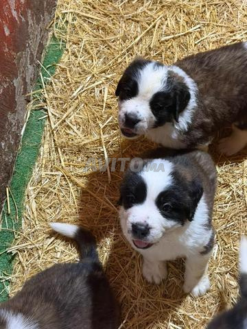 Chiot Saint Bernard pure race - 2