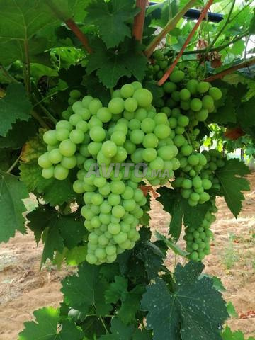 مسك إيطالي - 2