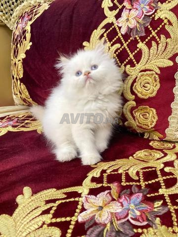 هملايا فارسي - 2