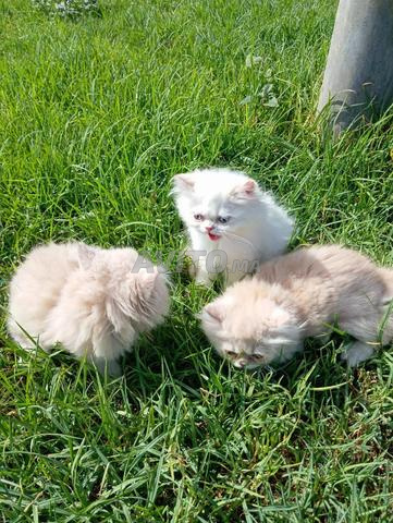Les chatons persans sont disponibles pour vous - 2