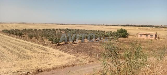 مزرعة للبيع مساحتها 12000 متر مربع