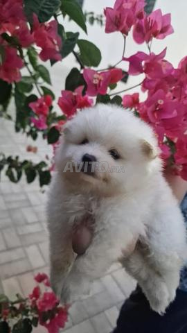 Chiots Spitz à vendre