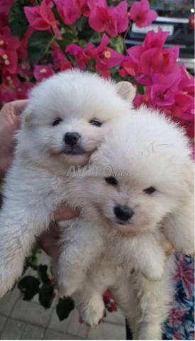 Chiots Spitz à vendre - 2