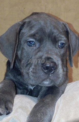 Cane corso femelle, quelque chose de magnifique... - 2