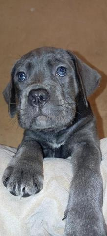 Cane corso femelle, quelque chose de magnifique...