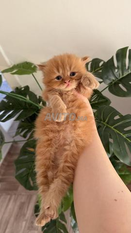 قطط فارسية وجه الدمية ووجه البيكي