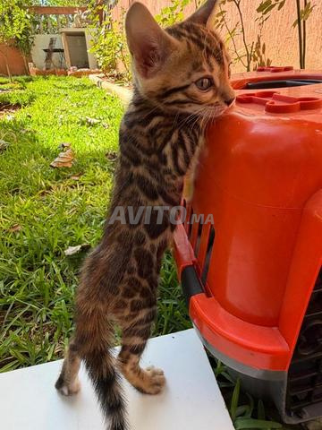 Chat Bengal