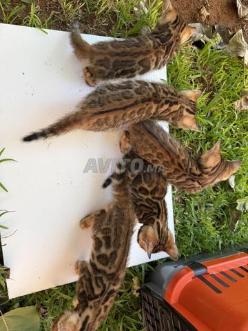 Chat Bengal