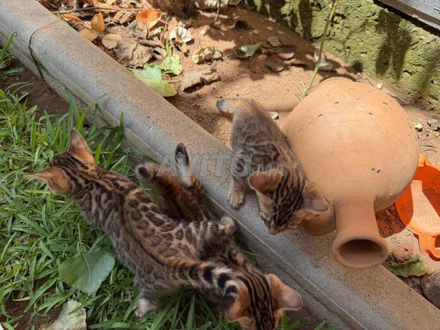 Chat Bengal