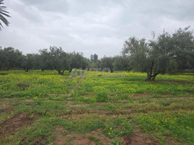 Terrain Avec Oliviers À Vendre 1 H 8200 M - 2