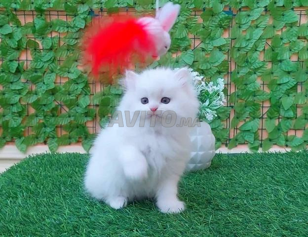 chat persan blanc - 2