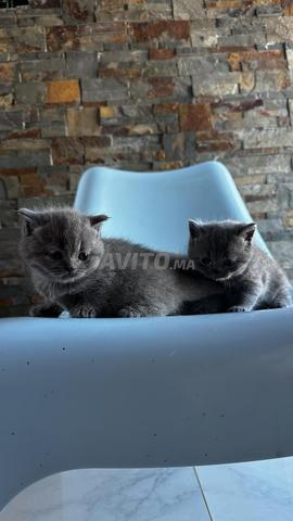 Chat pedigree British - 2