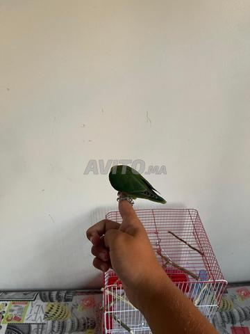درة متوالفة مدربة جيداً - 2
