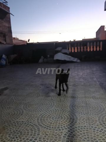 مالينوا شاربونير نقية وسلالة أصيلة ومطعمة - 2