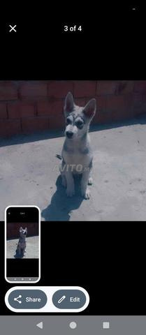 Chien Husky à vendre à Salé Hay Salam. Bienvenue à tous. - 2