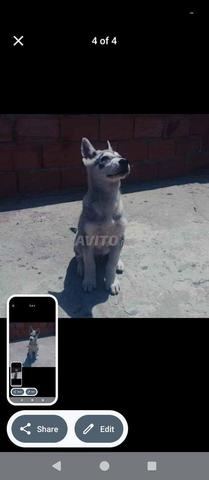Chien Husky à vendre à Salé Hay Salam. Bienvenue à tous.