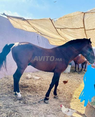 خيلان جميلان للبيع بسعر مناسب - 2
