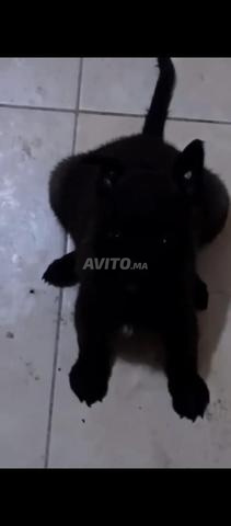 جرو مالينوا فحم أسود نقي سلالة 47 يومًا - 2