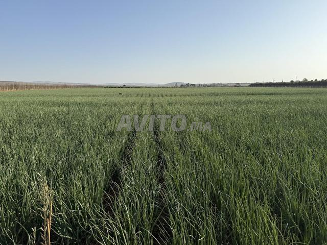 3 hectares à vendre - 2
