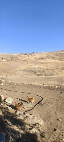 Douar Ait Rahou Abouziyan Idlawin Sidi Mekfi - 2