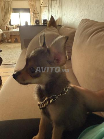 Chihuahua marron - 2