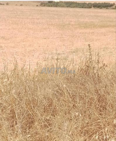 2 hectares et demi titrés sur le goudron - 2
