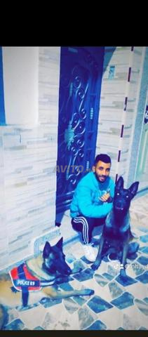 كلب عمره 4 سنوات، كلب للحراسة أو التزاوج - 2