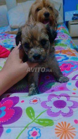 Chiots Bichon Havanais pure race - 2