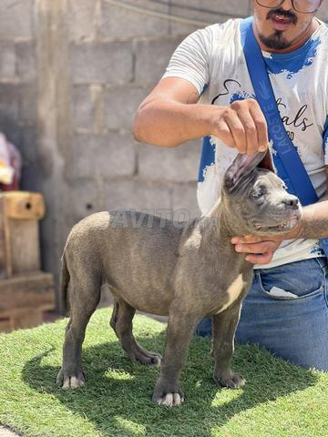 Cane Corso 2 mois - 2