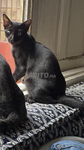 Petit chaton mignon - 2