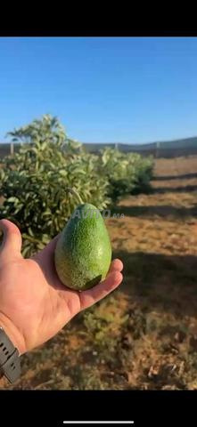Hectare titré avec avocatiers à proximité d'Allal El Bahraoui