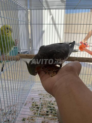 فرخ كالوبسيت أليف لا يعض، اسمه جاكو، مربى من الصغر