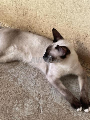 Chat siamois - 2