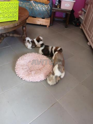 Magnifique chiots Shih-Tzu - 2