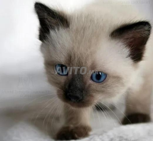 Chats Siamois de race pure - 2